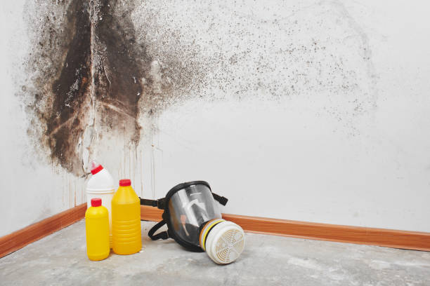 Best Fast Mold Removal  in St Helens, OR