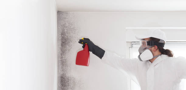 Best Mold Damage Repair  in St Helens, OR